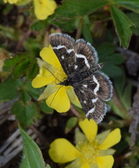 Pyrausta nigrata