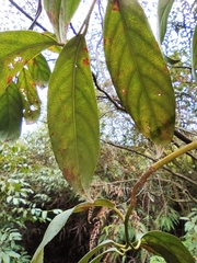 Itea chinensis