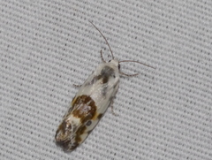 Acontiinae