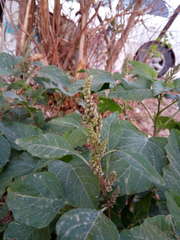 Amaranthus