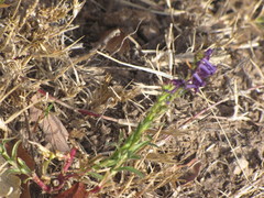 Lobelia fenestralis