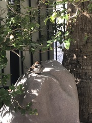 Passer domesticus