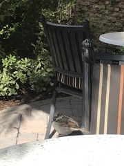 Passer domesticus