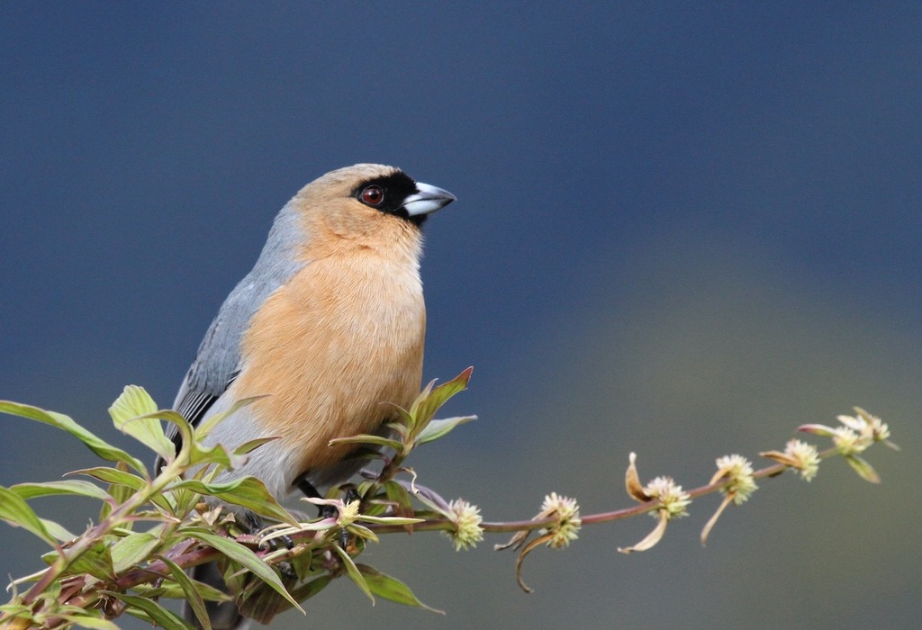 Cinnamon Tanager photo