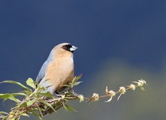 Schistochlamys ruficapillus