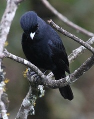 Knipolegus nigerrimus