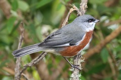 Castanozoster thoracicus