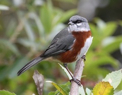 Castanozoster thoracicus