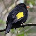 Black-and-gold Cotinga - Photo (c) Gaell Mainguy, some rights reserved (CC BY-NC-ND), uploaded by Gaell Mainguy