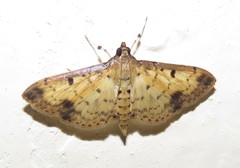 Herpetogramma cynaralis