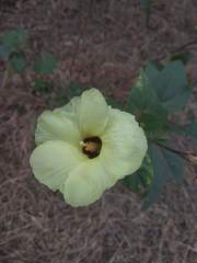 Azanza lampas