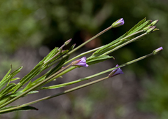 Epilobium pallidiflorum