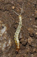 Japygidae