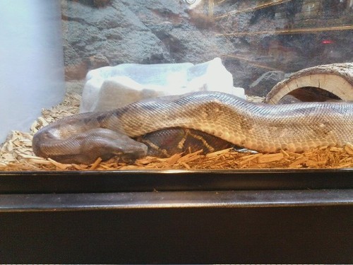 Boidae