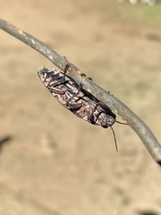 Chalcophora mexicana