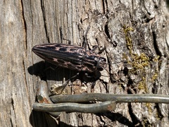 Chalcophora mexicana