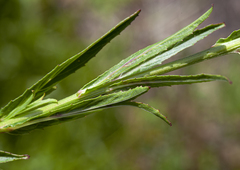 Epilobium pallidiflorum