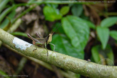 Maculiparia rotundata