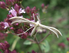 Pterophorus pentadactyla