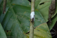 Maculiparia rotundata