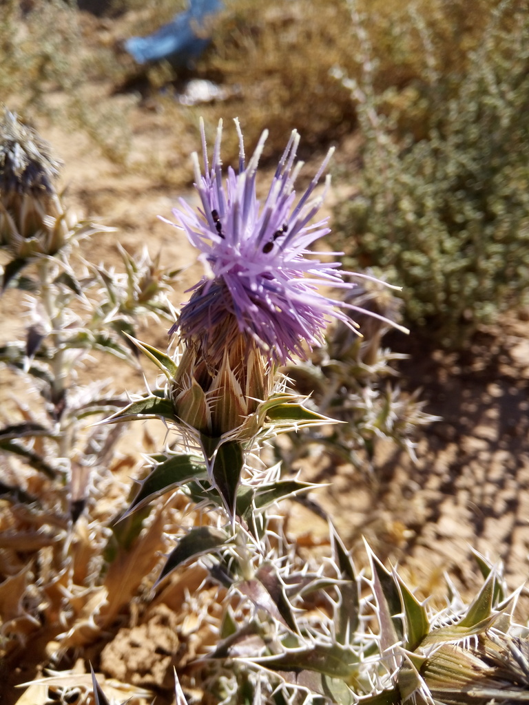 Carthamus duvauxii