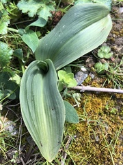 Platanthera elegans elegans