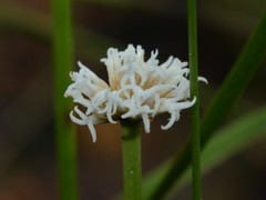 Arthrostylis aphylla