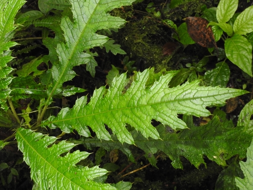 Image of Aphelandra Acanthus (Aphelandra acanthus) by no rights reserved