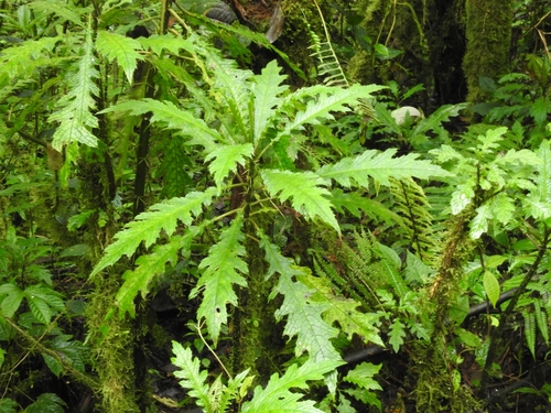 Image of Aphelandra Acanthus (Aphelandra acanthus) by no rights reserved