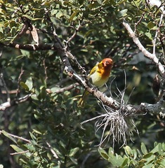 Hemithraupis ruficapilla