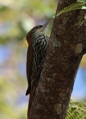 Lepidocolaptes squamatus