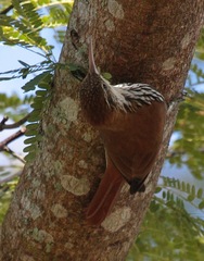 Lepidocolaptes squamatus