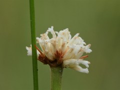 Arthrostylis aphylla
