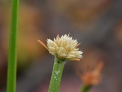 Arthrostylis aphylla