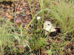 Arthrostylis aphylla