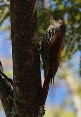 Lepidocolaptes squamatus