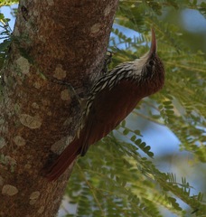 Lepidocolaptes squamatus