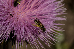 Cirsium mohavense