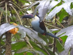 Andigena nigrirostris