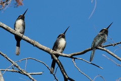 Jacamaralcyon tridactyla