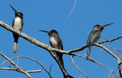 Jacamaralcyon tridactyla