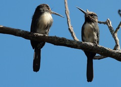 Jacamaralcyon tridactyla