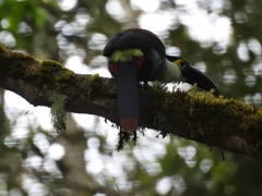 Andigena nigrirostris