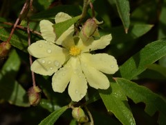 Hibbertia lepidota