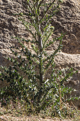 Cirsium mohavense