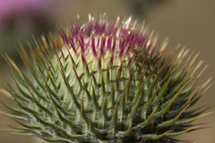 Cirsium mohavense