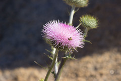 Cirsium mohavense