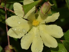Hibbertia lepidota