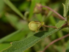 Hibbertia lepidota