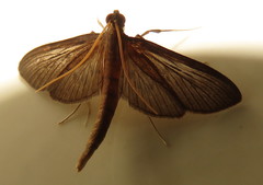 Hymenoptychis sordida